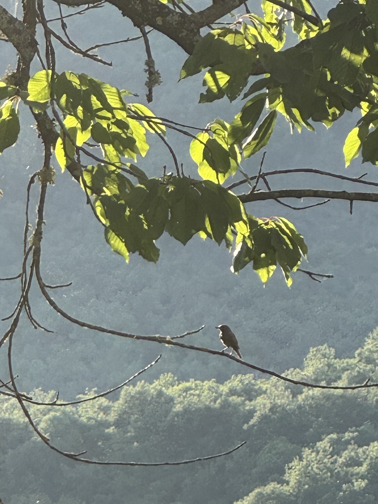 A small bird in the branches above the valley