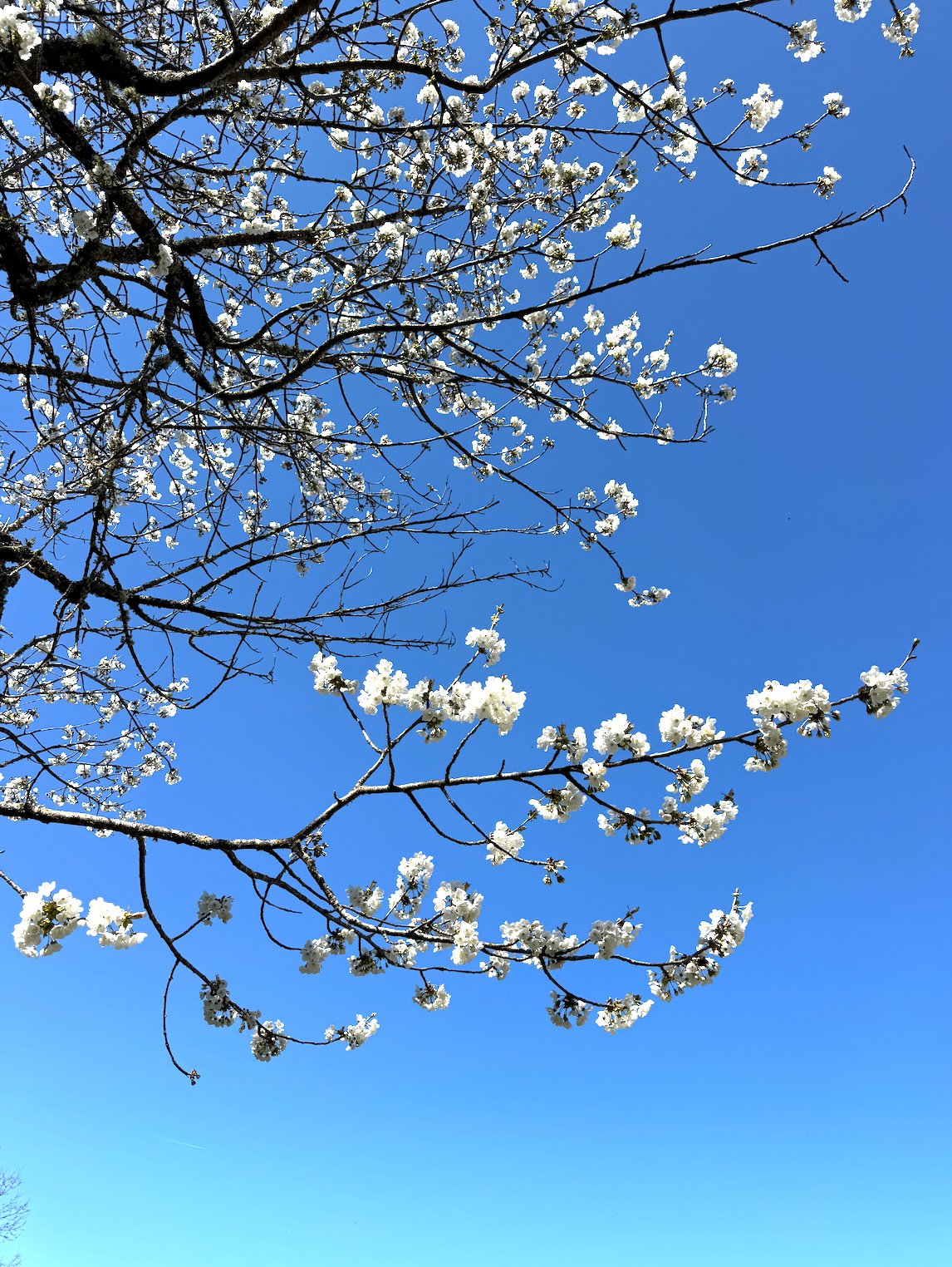 A cherry tree in blossom near the property