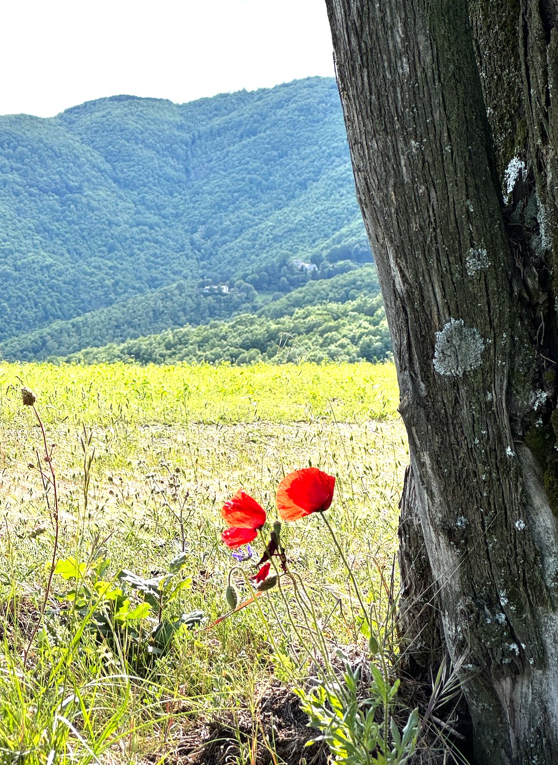Red poppies in the Umbrian hills in spring