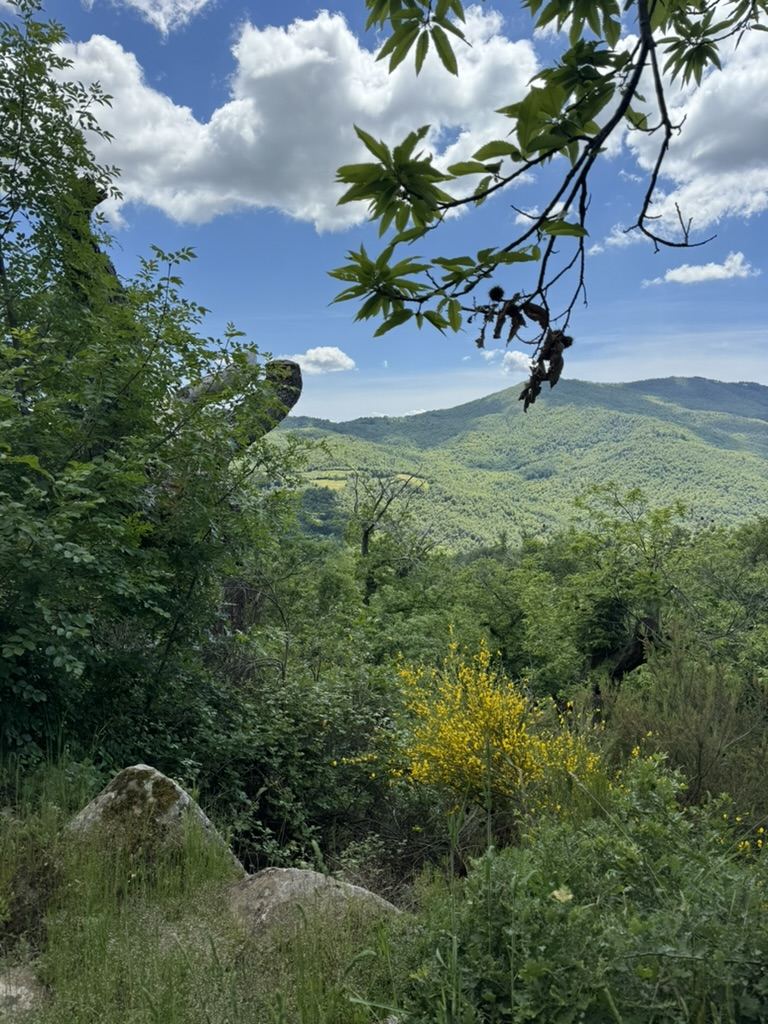 Rolling green hills with yellow broom flowers in bloom